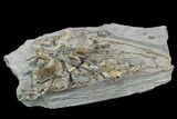 Plate of Fossil Ichthyosaurus Bones - Holzmaden, Germany #130206-4